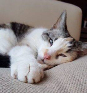 Cat Rehoming Success Stories