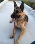 Kai German Shepherd Dog For Private Adoption Rehoming San Jose CA