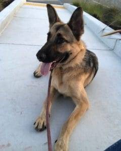 Kai german shepherd dog for private adoption rehoming san jose ca