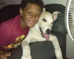 Kai - siberian husky dog for adoption in corpus christi tx 7
