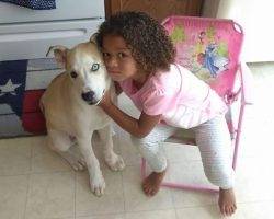Kai - siberian husky dog for adoption in corpus christi tx 7