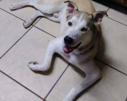 Kai - siberian husky dog for adoption in corpus christi tx 7