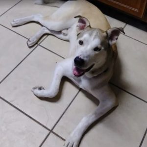 Kai - Siberian Husky Dog For Adoption in Corpus Christi TX 7