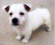 Kaine West Highland White Terrier (Westie) Puppy For Adoption Troy Alabama