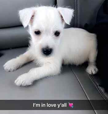Kaine west highland white terrier (westie) puppy for adoption troy alabama 2