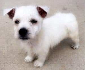 Conditionally adopted – kaine – westie puppy in troy al