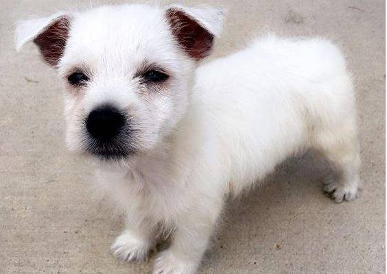 West Highland White Terrier Rehoming - Adoptable Pet Listings