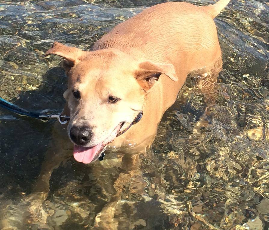 Kansas - yellow labrador retriever mix for adoption orange county ca 11