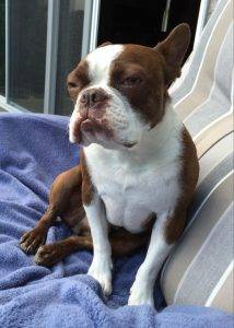 Kargo - boston terrier for adoption calgary alberta 2