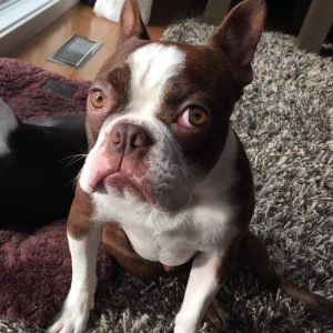 boston terriers up for adoption