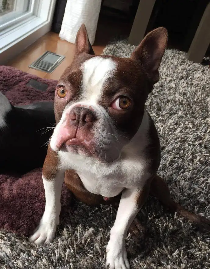 Kargo - Boston Terrier For Adoption Calgary Alberta 2