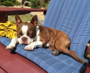 Kargo - boston terrier for adoption calgary alberta 2