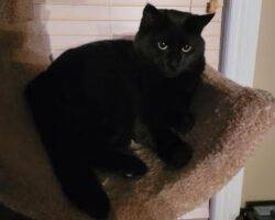 Tigger Karma Orange Tabby Black Cat Adoption Langdon AB 4