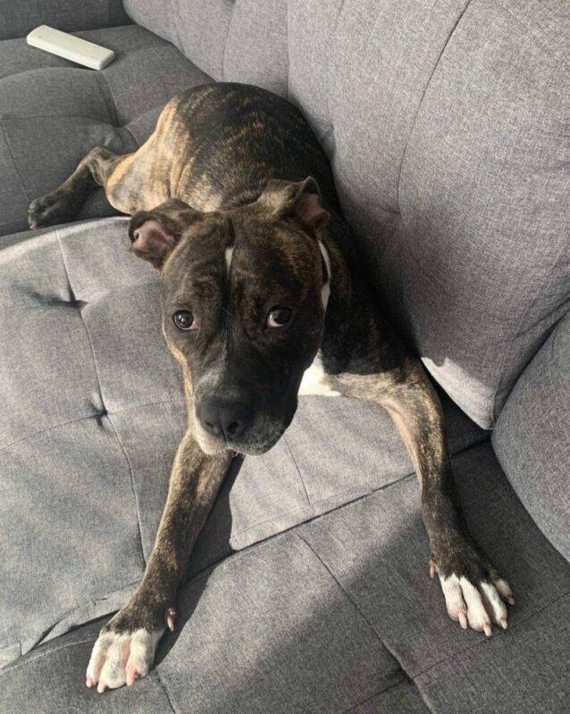 Brindle Boxer Pitbull mix dog adoption Philadelphia
