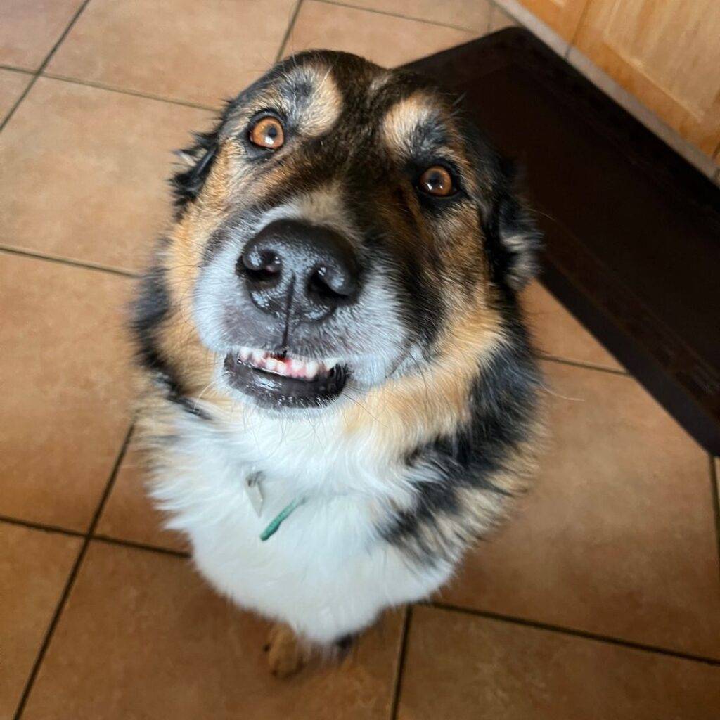 Kass Border Collie Great Pyrenees Mix Dog Adoption Calgary AB