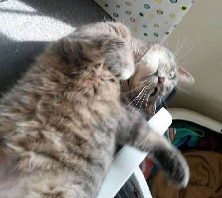 Molly tabby cat for adoption in murfreesboro tn