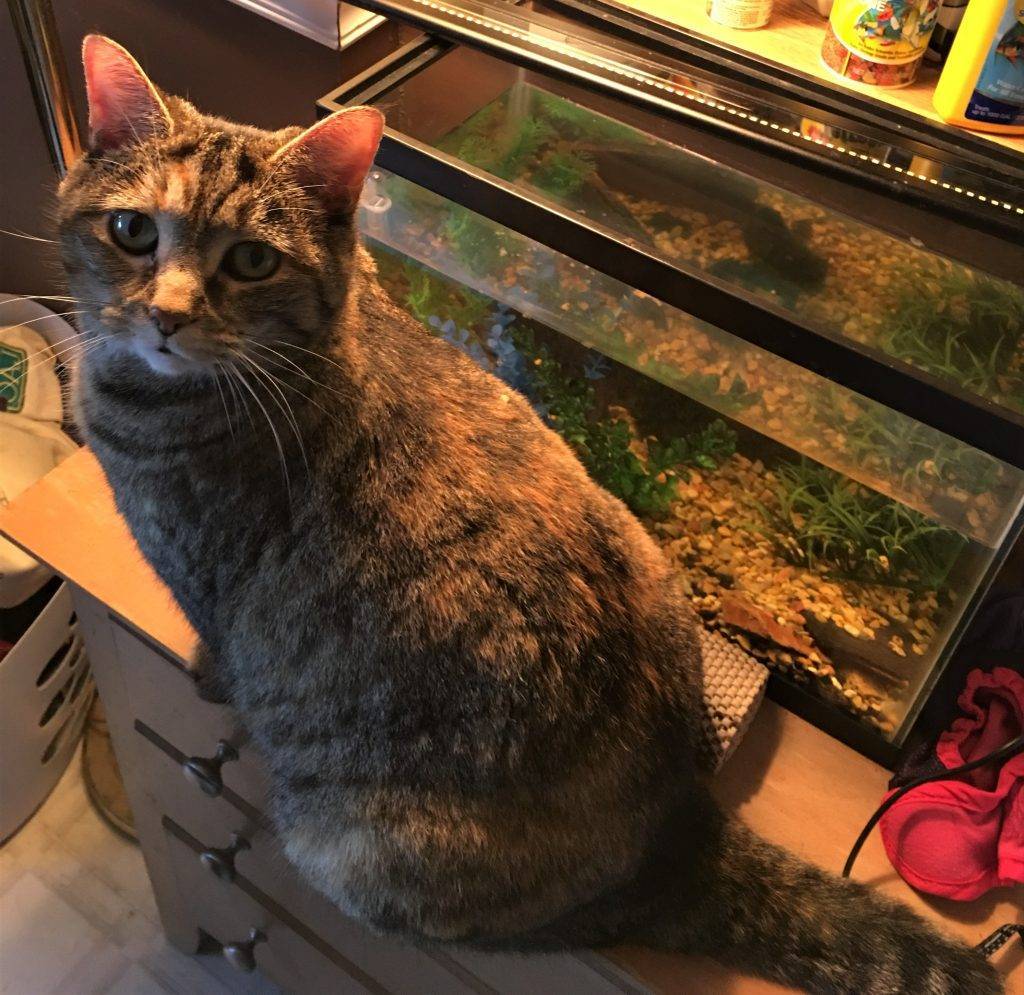 Orange tabby cat for adoption to senior home - murfreesboro tn