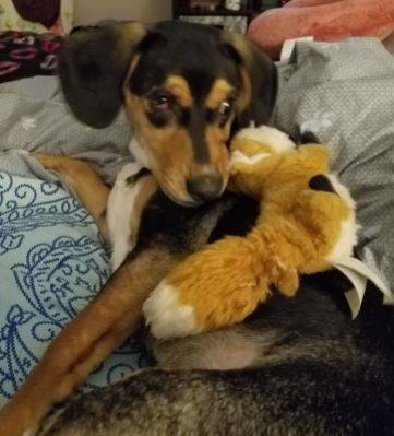 Katie - beagle mix puppy for adoption near nashville tn 3