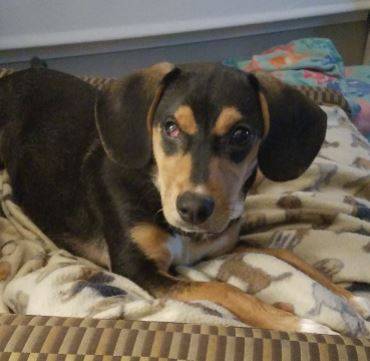 Katie - beagle mix puppy for adoption near nashville tn 5