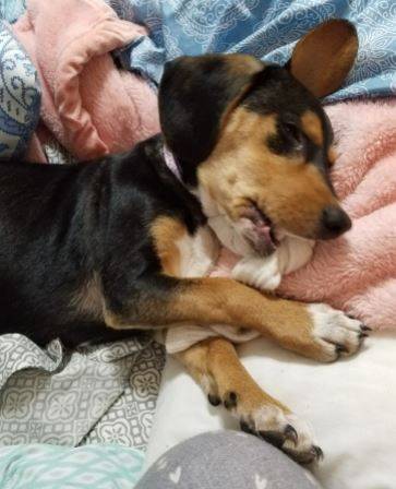 Katie - beagle mix puppy for adoption near nashville tn 6