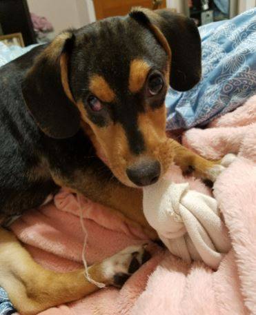 Katie - beagle mix puppy for adoption near nashville tn 8