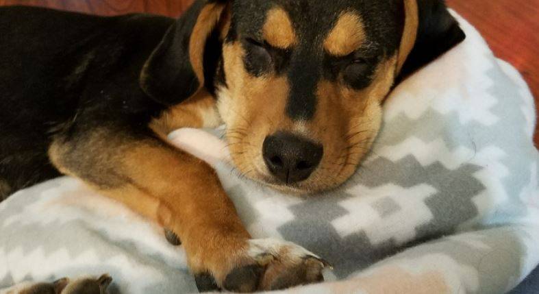 Katie - Beagle Mix Puppy For Adoption Near Nashville TN 8