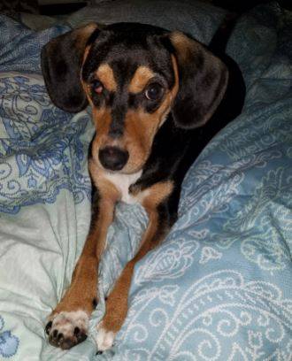 Katie - beagle mix puppy for adoption near nashville tn