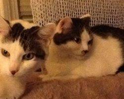 Katie dee dee tabby cats adoption waterbury ct