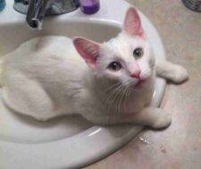 Kenobi White Cat Adoption Edmonton AB (1)