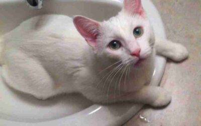 Sweet White Cat For Adoption in Edmonton AB – Supplies Included – Adopt Kenobi