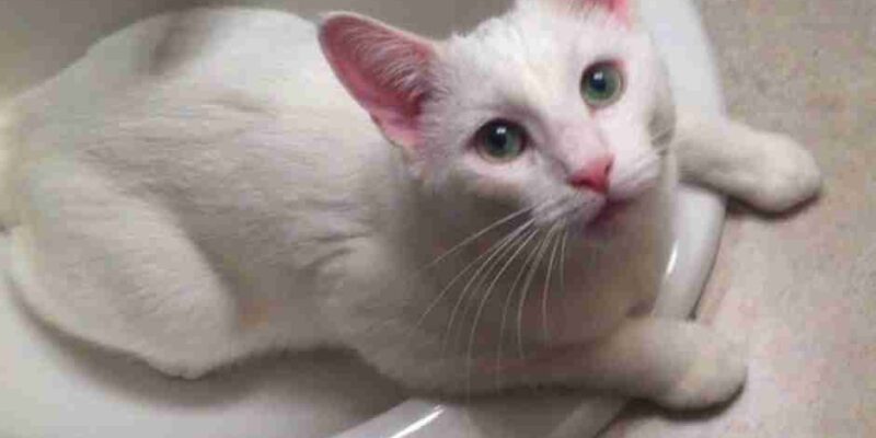 Sweet White Cat For Adoption In Edmonton AB – Supplies Included – Adopt Kenobi