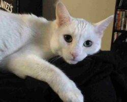Kenobi White Cat Adoption Edmonton AB (1)