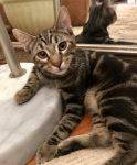 Kenzo - Tabby Kitten For Adoption Coral Gables Florida