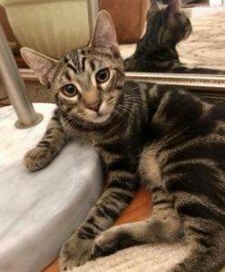 Coral gables, fl – sweet male tabby kitten for adoption with supplies – adopt kenzo today