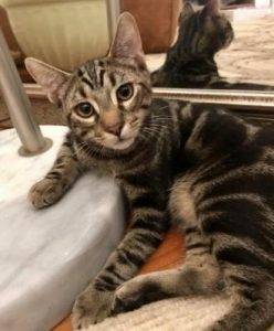 Kenzo - tabby kitten for adoption coral gables florida