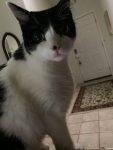 Keyser Black White Tuxedo Cat Adoption Sacramento CA 1