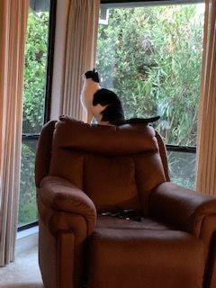 Keyser black white tuxedo cat adoption sacramento ca 2