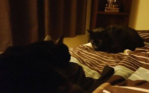 Kino gy gy - black cats for adoption in san diego 3
