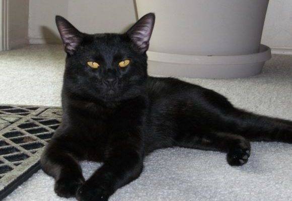 Kino Gy Gy - Black Cats For Adoption in San Diego