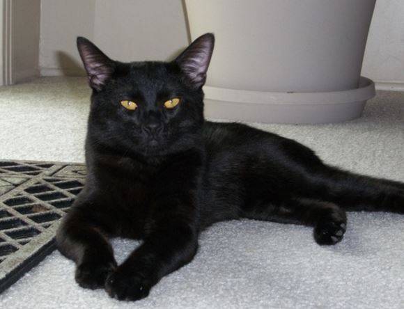 Kino Gy Gy - Black Cats For Adoption in San Diego