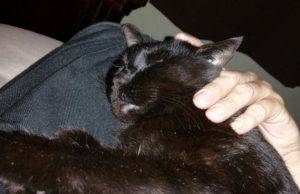Kino gy gy - black cats for adoption in san diego4