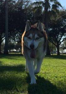 4 yo m siberian husky for adoption in galveston tx texas – all supplies included – adopt kirk today