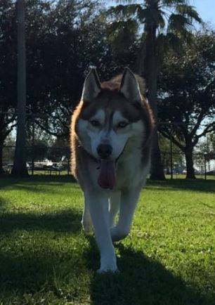 Kirk - Siberian Husky For Adoption in Galveston Texas TX