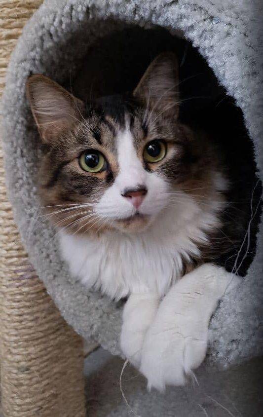 Kirkland - a very pretty maine coon mix cat for adoption in reno nevada