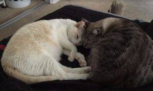 Bengal mix and siamese mix cats for adoption together in santa monica, california – adopt kitkat and dodger today!