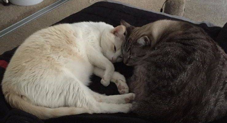 Bengal Mix And Siamese Mix Cats For Adoption Together In Santa Monica, California – Adopt KitKat And Dodger Today!