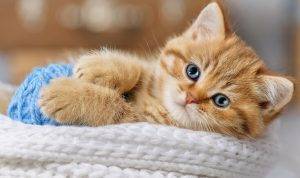 Sweet Orange Tabby Kitten Playing with Yarn