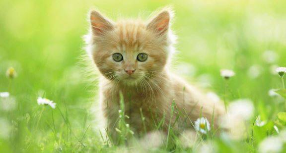 Photo of an adorable adoptable red tabby kitten playing in a field of grass