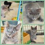 Kittens For Adoption Near You - Kitten Rehoming - Adopt A Kitten