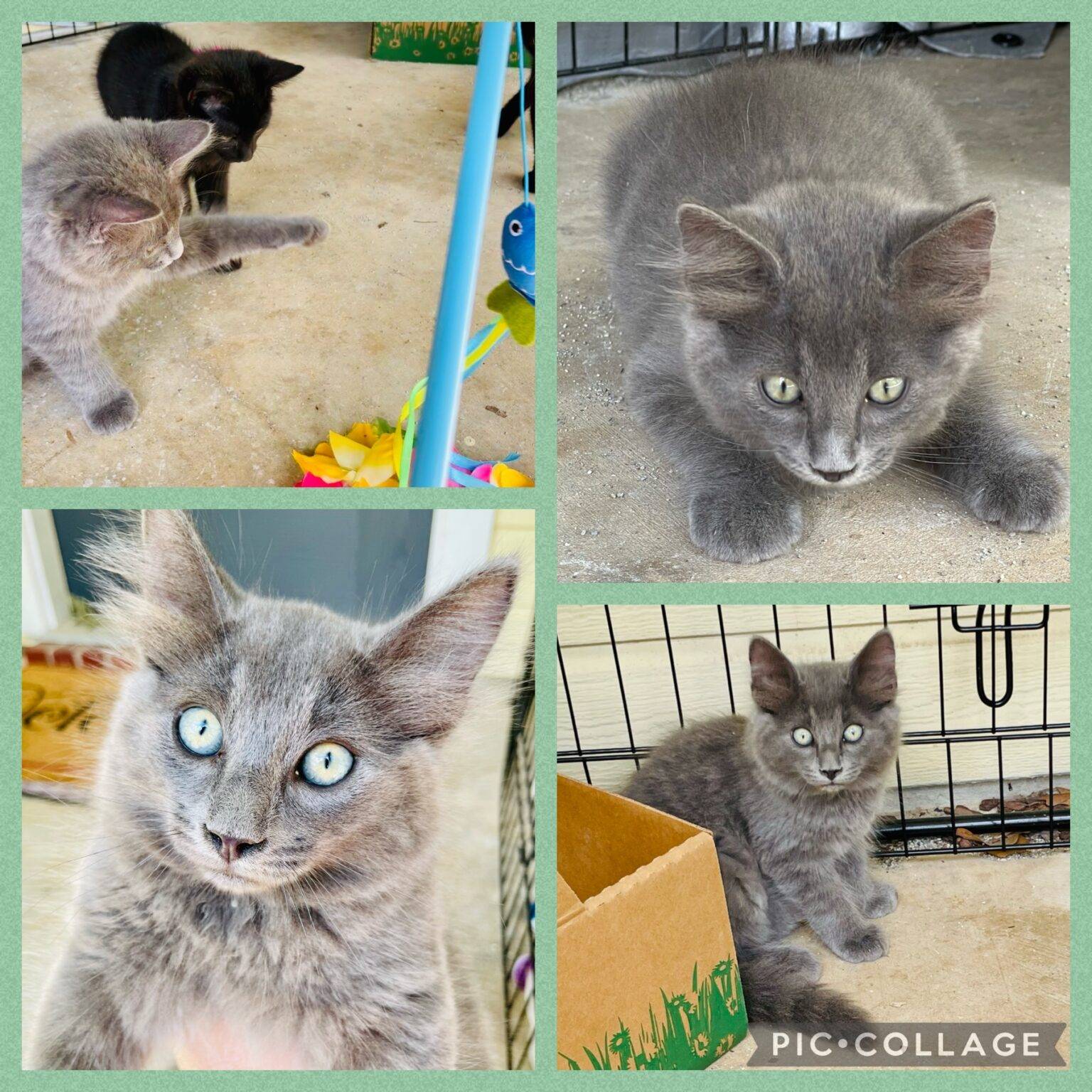 Kittens For Adoption Near You - Kitten Rehoming - Adopt a Kitten